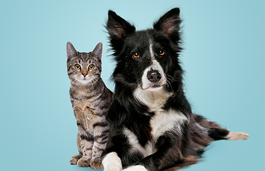 Les massages, la kinésithérapie et l'ostéopathie pour chiens et chats Les massages, la kinésithérapie et l'ostéopathie pour chiens et chats